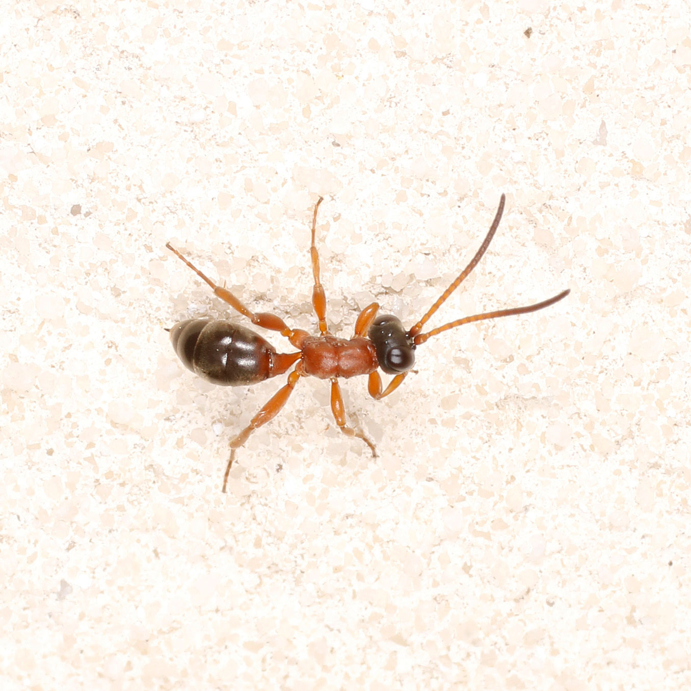 Ichneumonidae attero: Gelis bicolor?